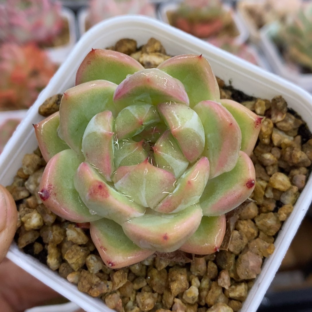 精品多肉一物一拍不包整36