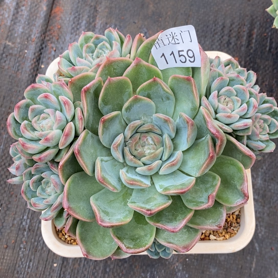 *****杂交精品多肉1159~14厘米