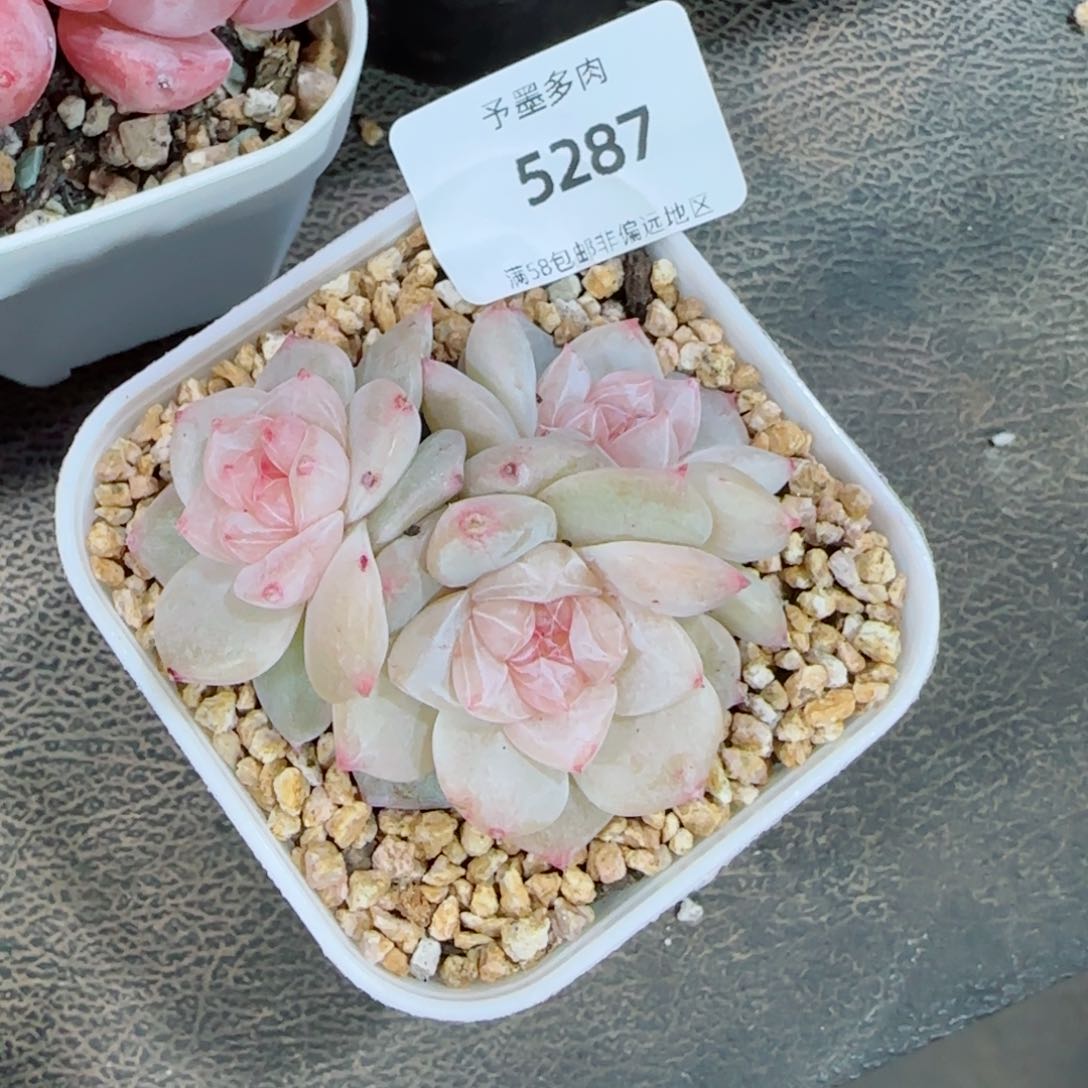 雨露泡泡，5287多肉