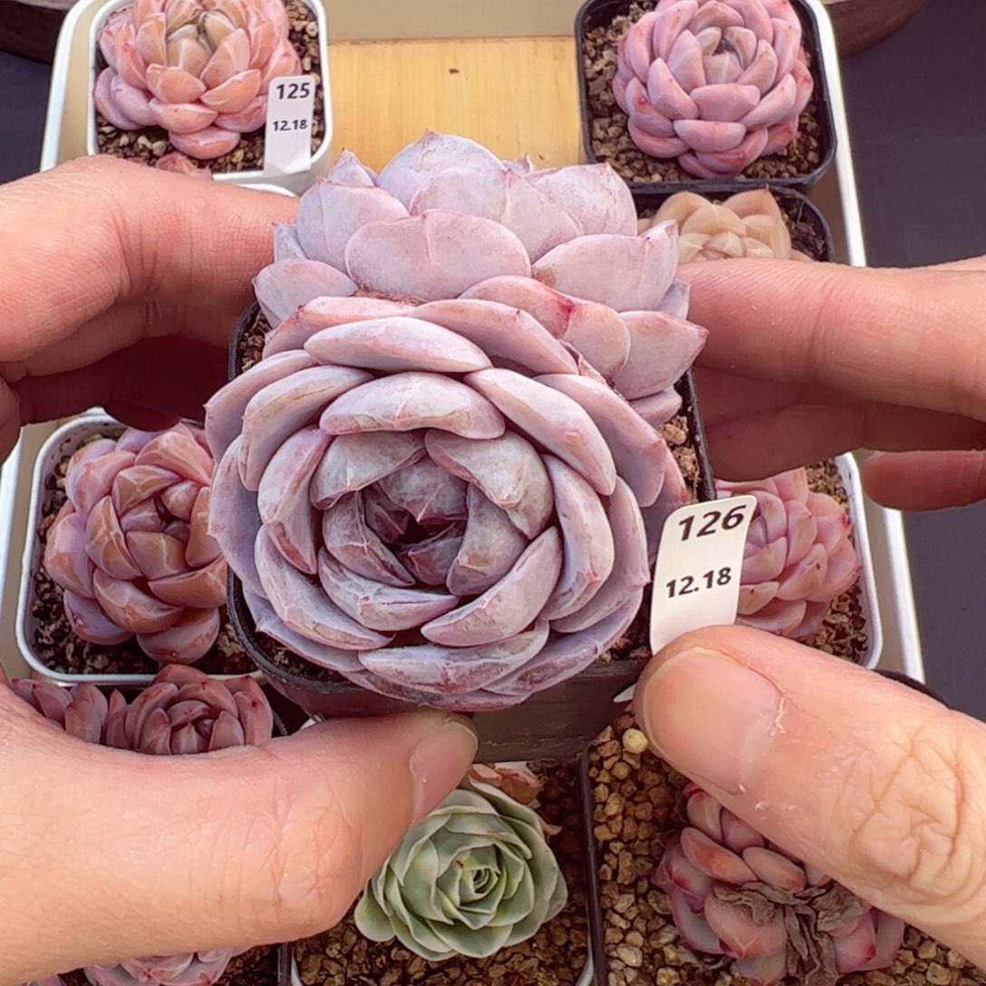 好好看126、哈哈哈哈