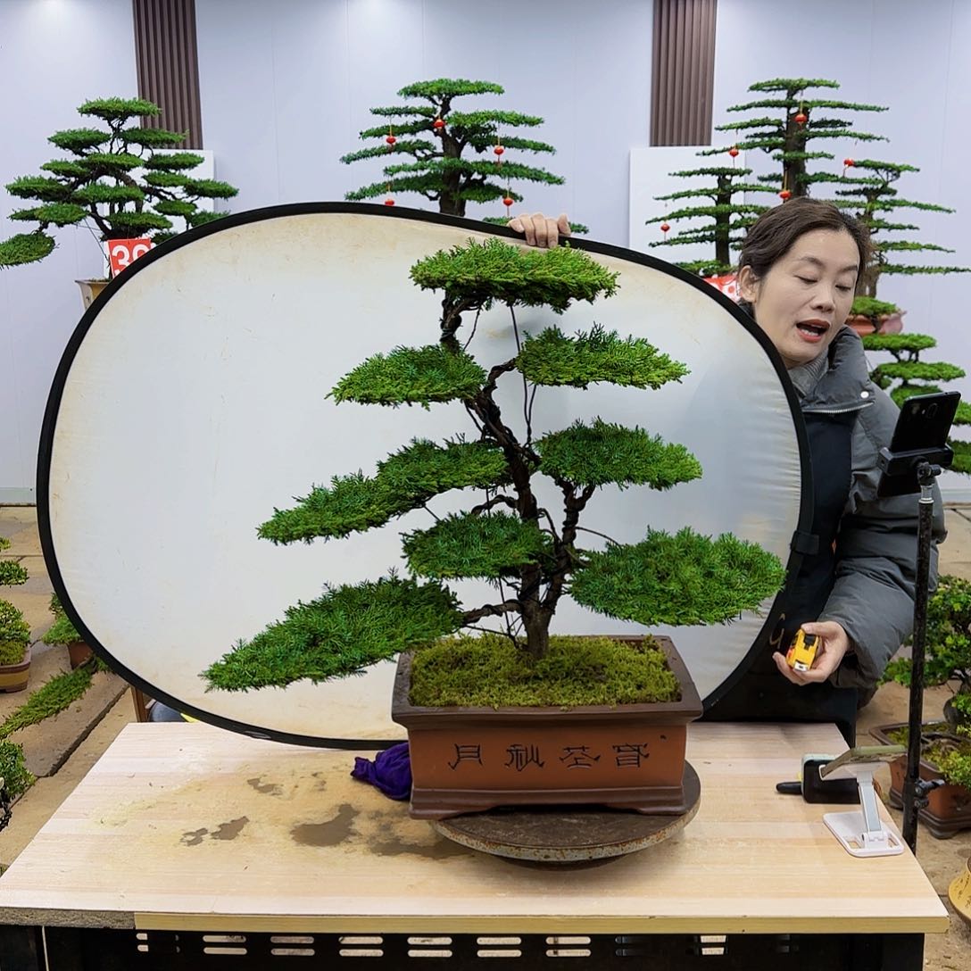 盆景直播间一物一拍