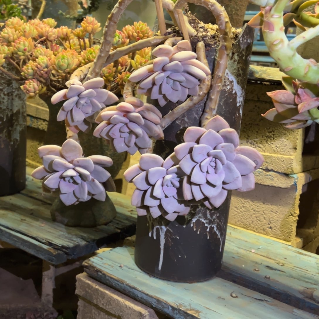 露养老桩脱土裸根桃霜