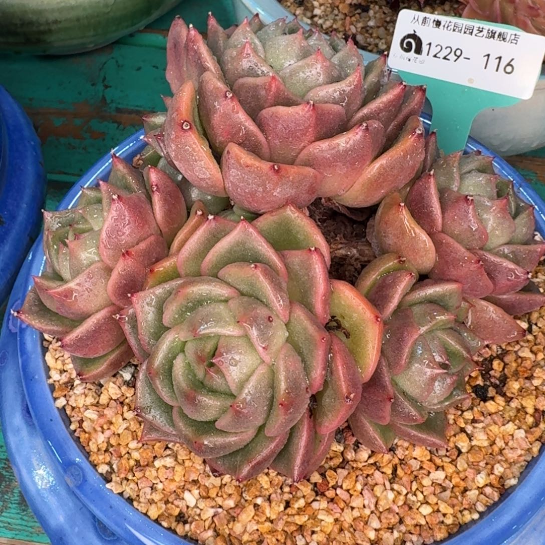 从前慢多肉精选编号1229.116