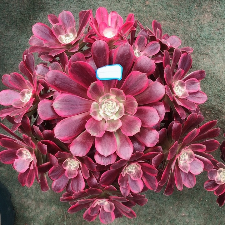 812凤冠多肉法师