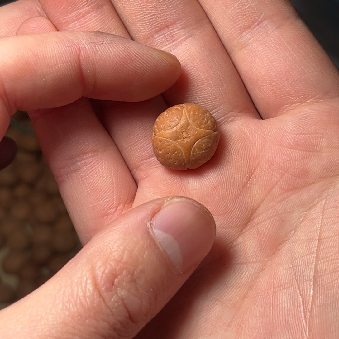 桃核吊坠16.7mm麒麟眼，开孔不退，偏远不包