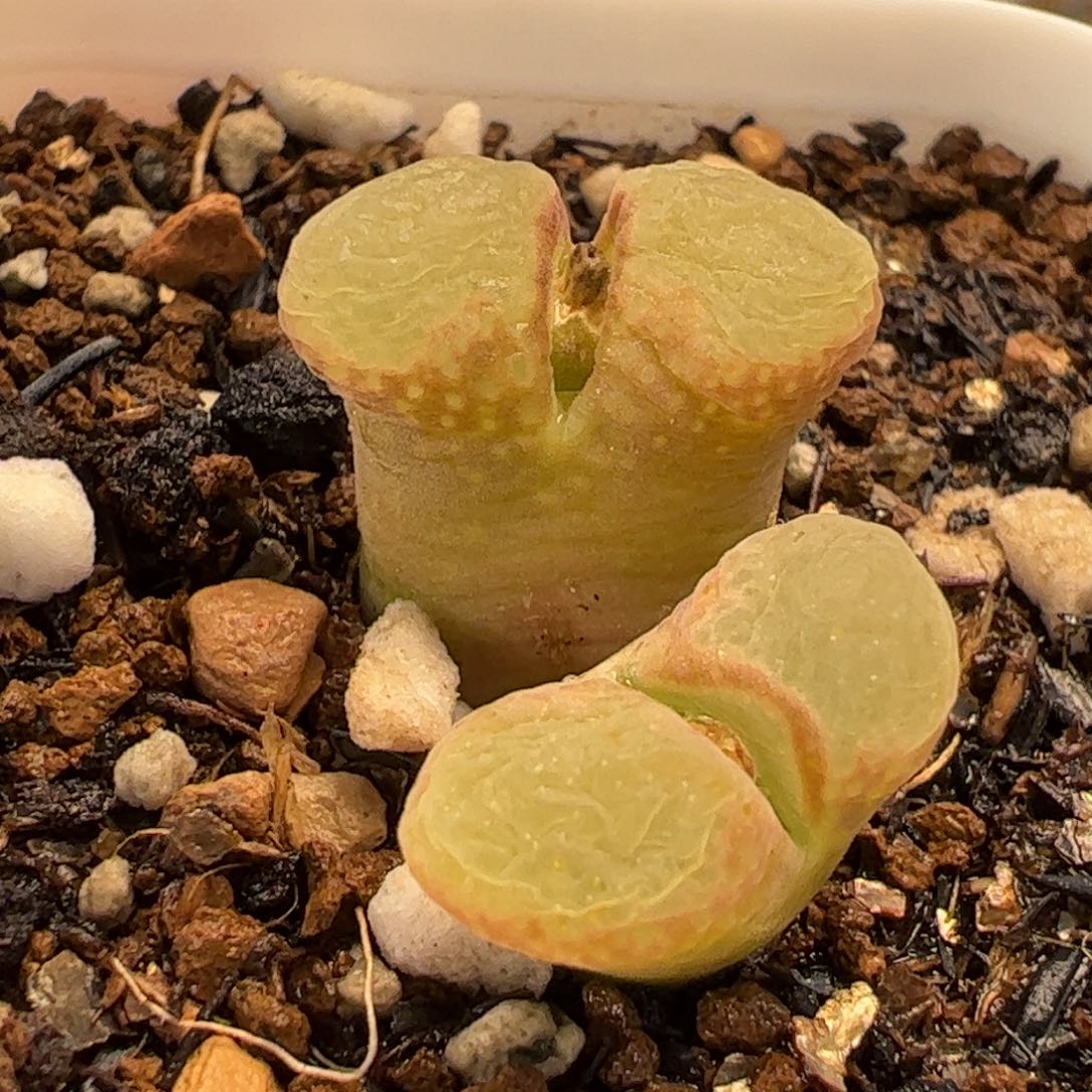 415多肉植物百科