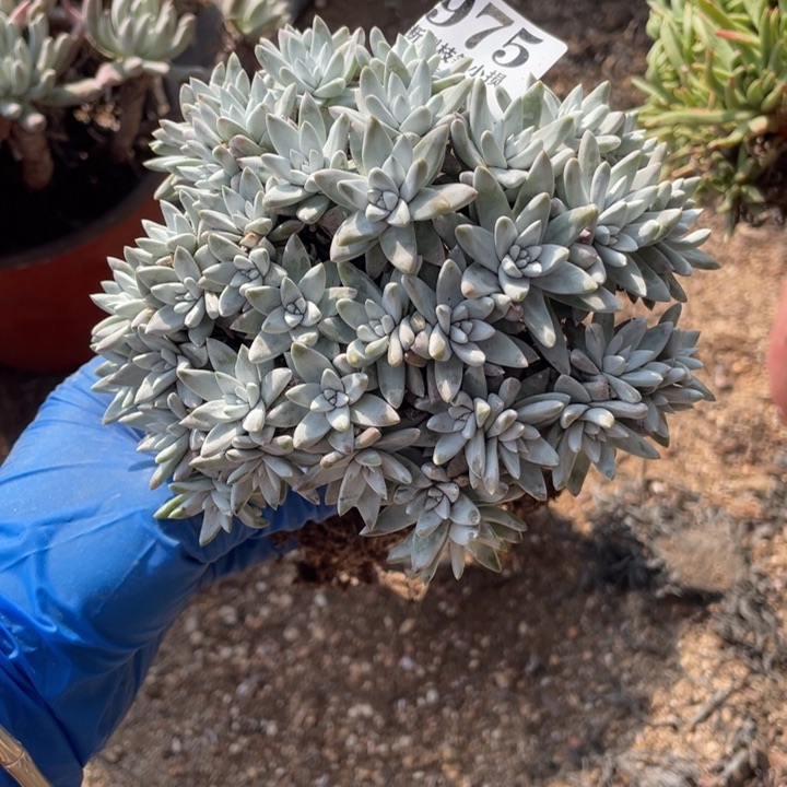 975号白菊多肉植物