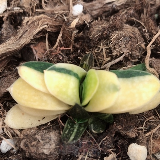 蜗牛锦子宝锦蜗牛