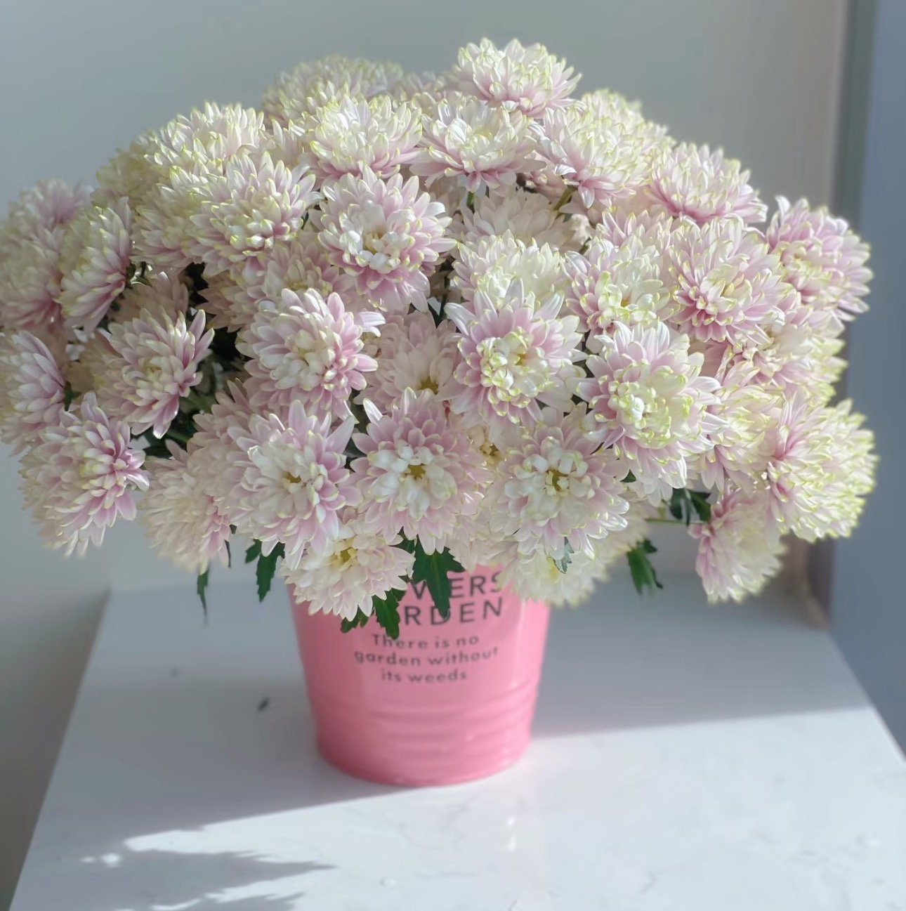 【仲夏小雏菊AK】10枝指定色小雏菊| 全场任意满两单鲜花包邮