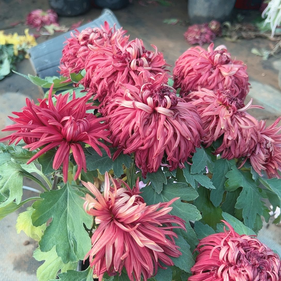 完全开放红龙池土球发