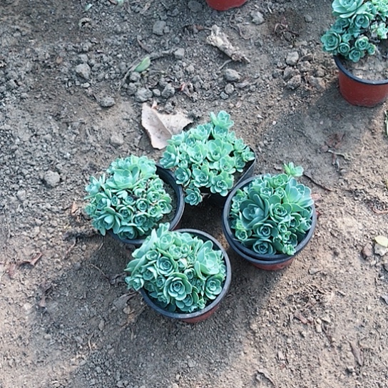 山地玫瑰四盆多肉植物