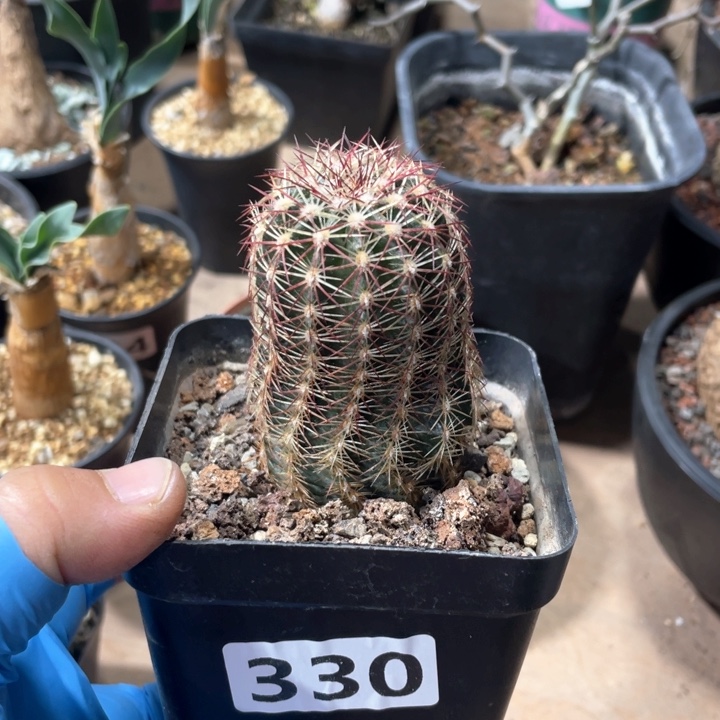 330青花虾仙人球