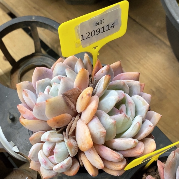 福利多多。1209114