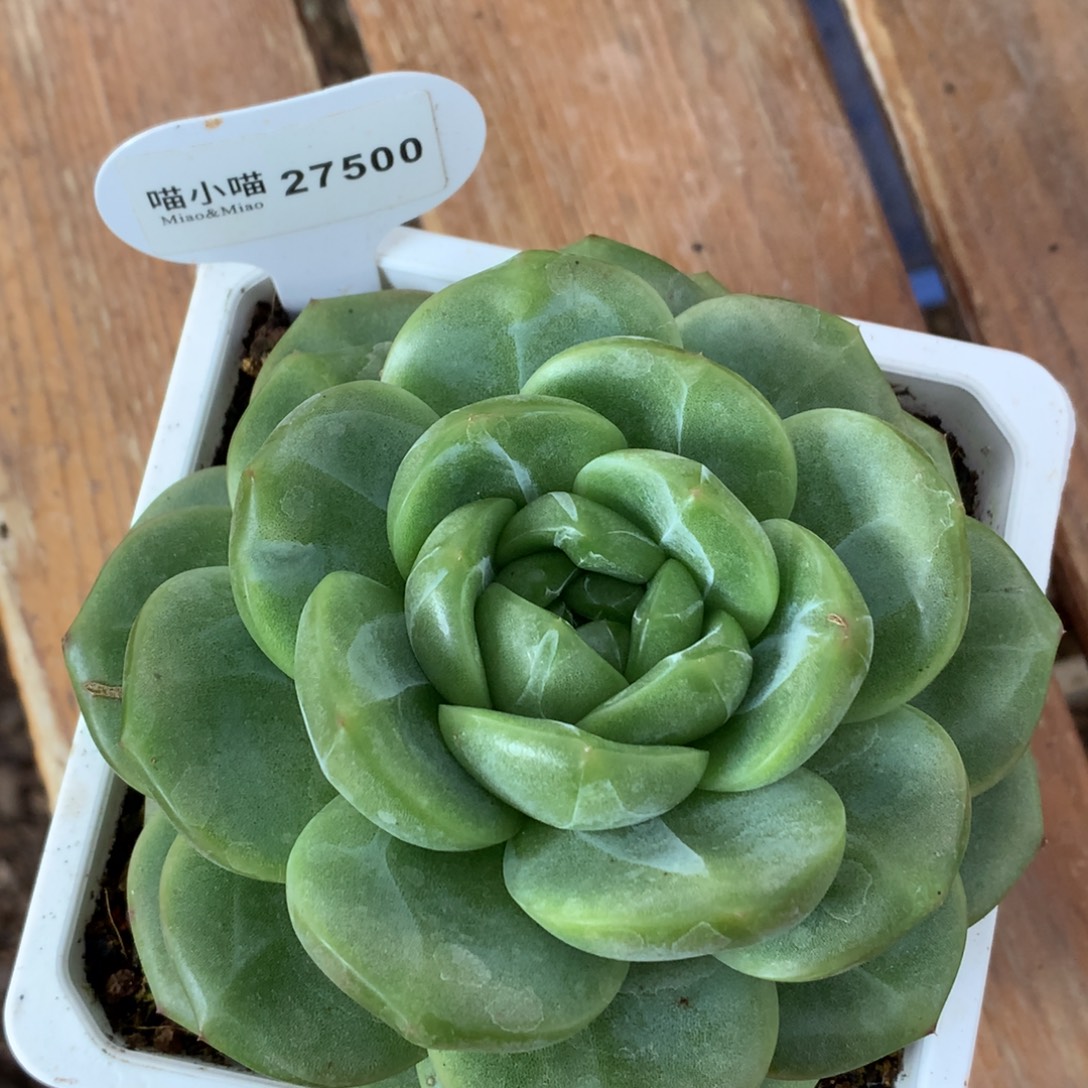 陪****多肉植物杂交珍妮
