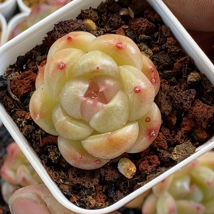 天官赐福百无禁忌