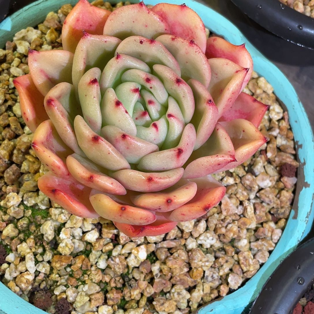 多肉植物一物一拍