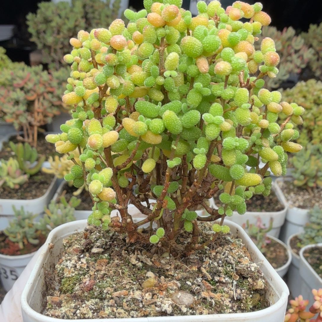 A832金桔开播福利