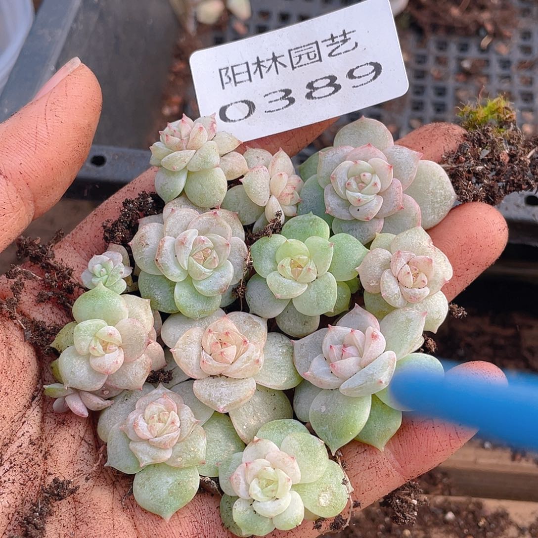 多肉植物多肉植物389