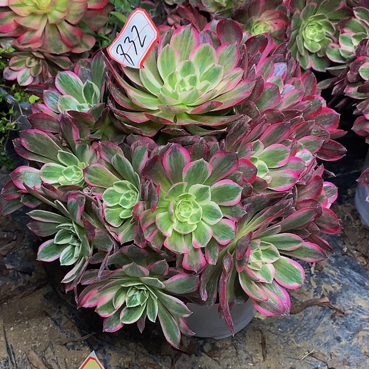 孔雀翎老桩832号链接