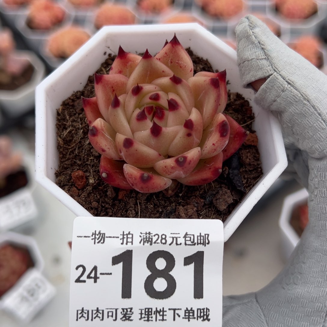 蓝龙多肉多肉多肉多肉