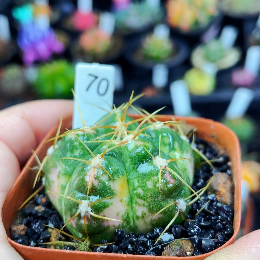 非偏远地区满25包邮仙人球