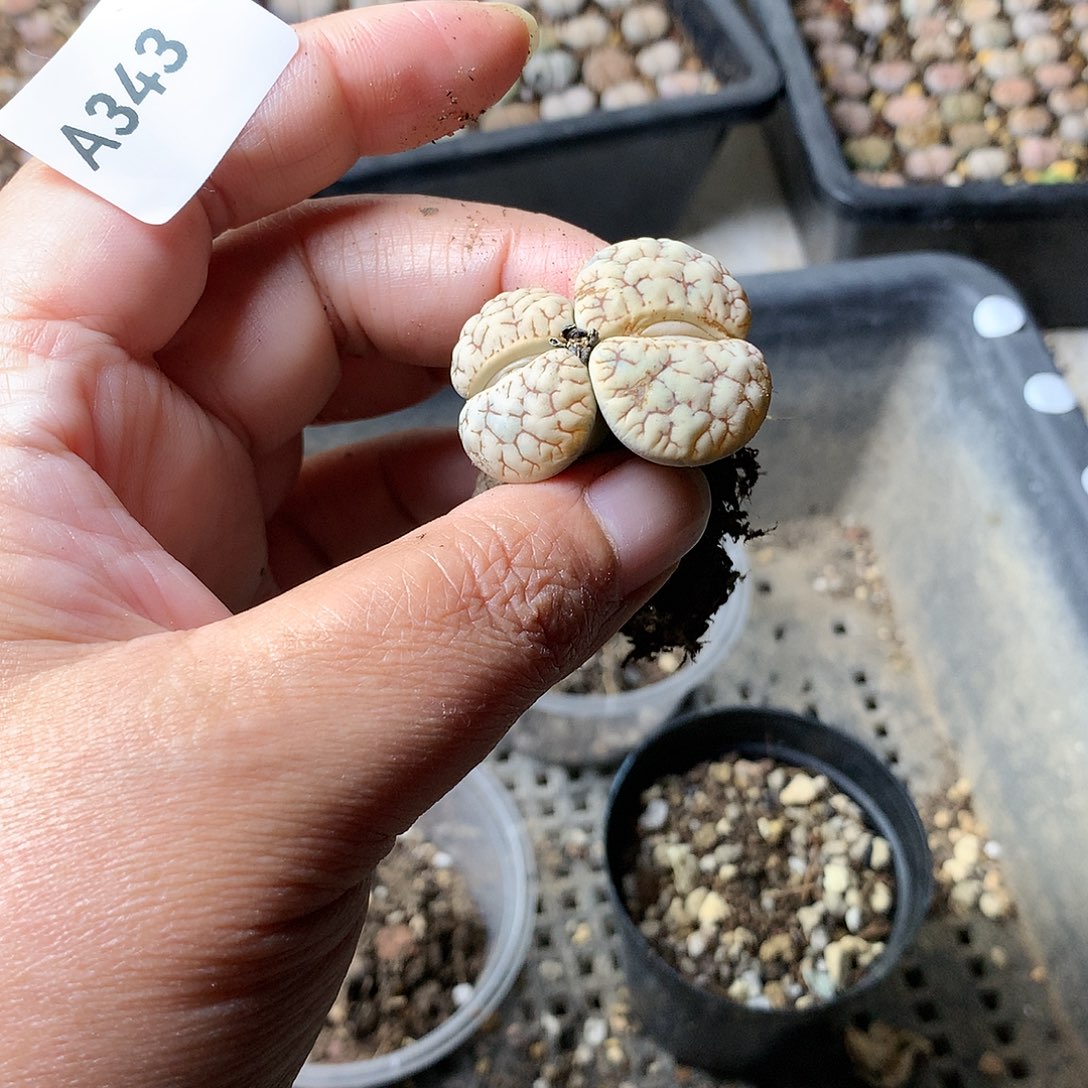 ?****光A343多肉植物保护研究所