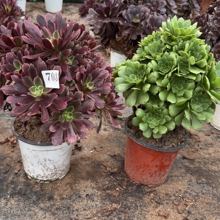 703赤霞飞➕绿玫瑰包邮。         