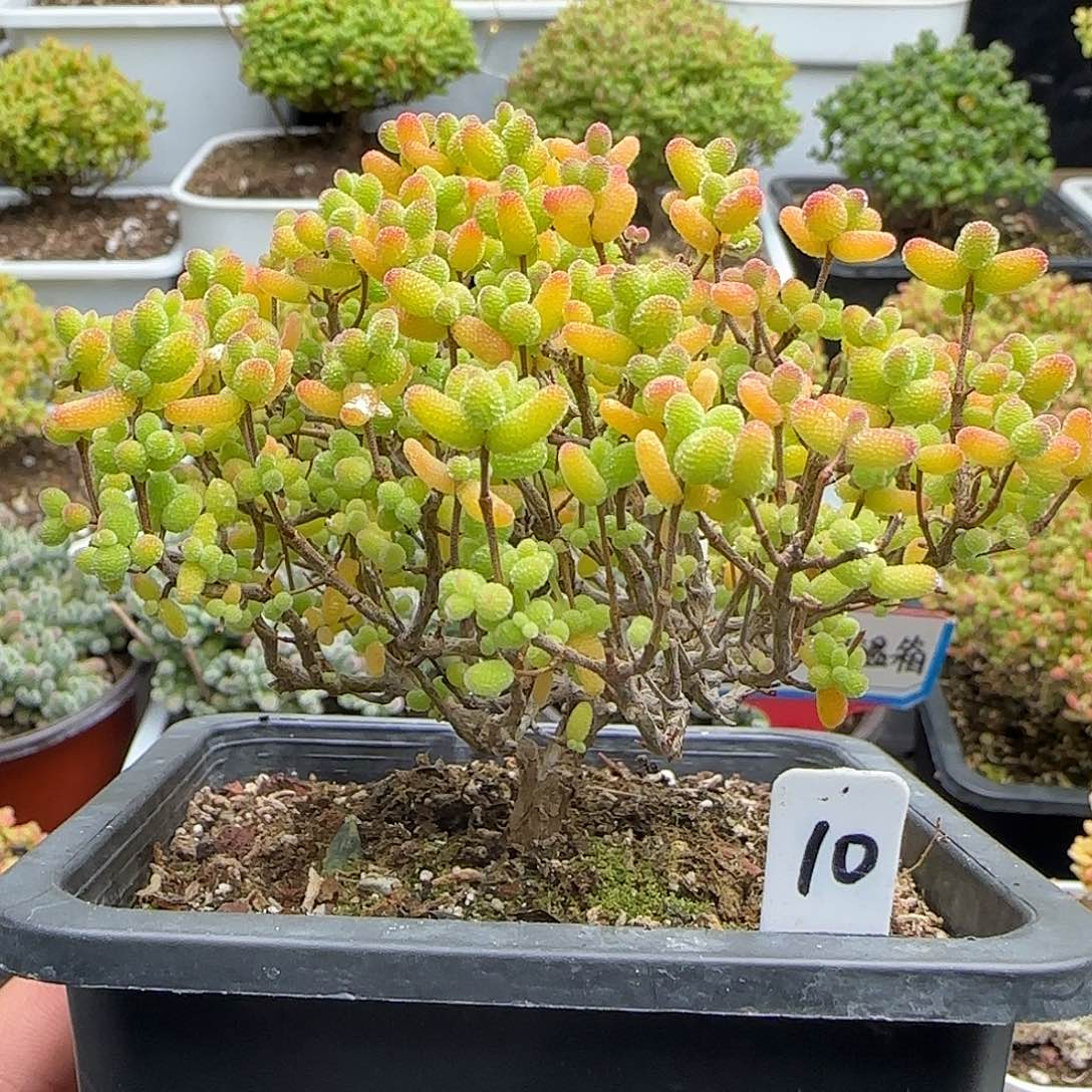 金桔糖球一物一拍