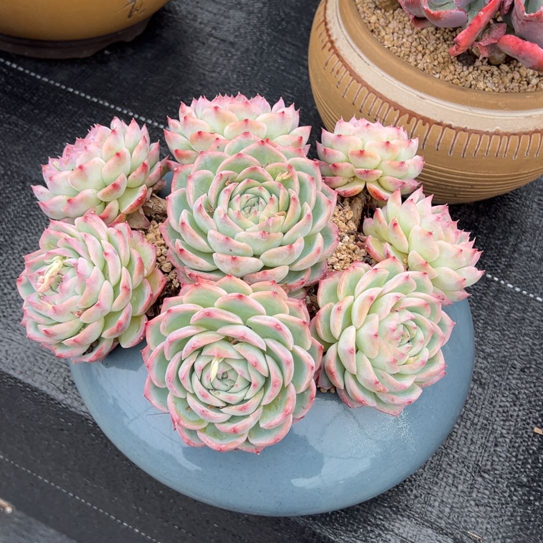 老桩无砍手捧花侧影
