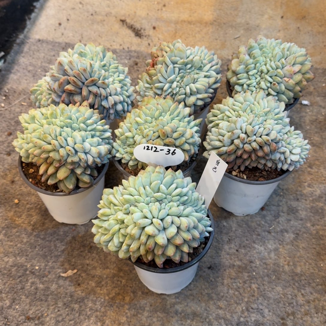 做***己1212-36星影缀化小七颗