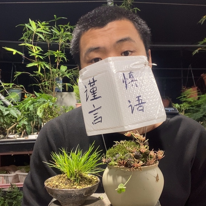 以实际为准盆景绿植盆栽25