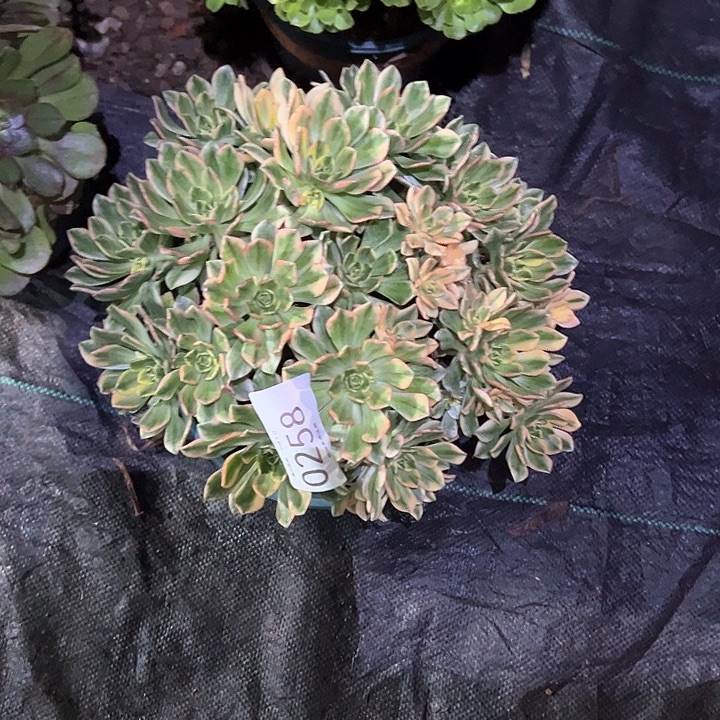 0258甜茶多肉植物