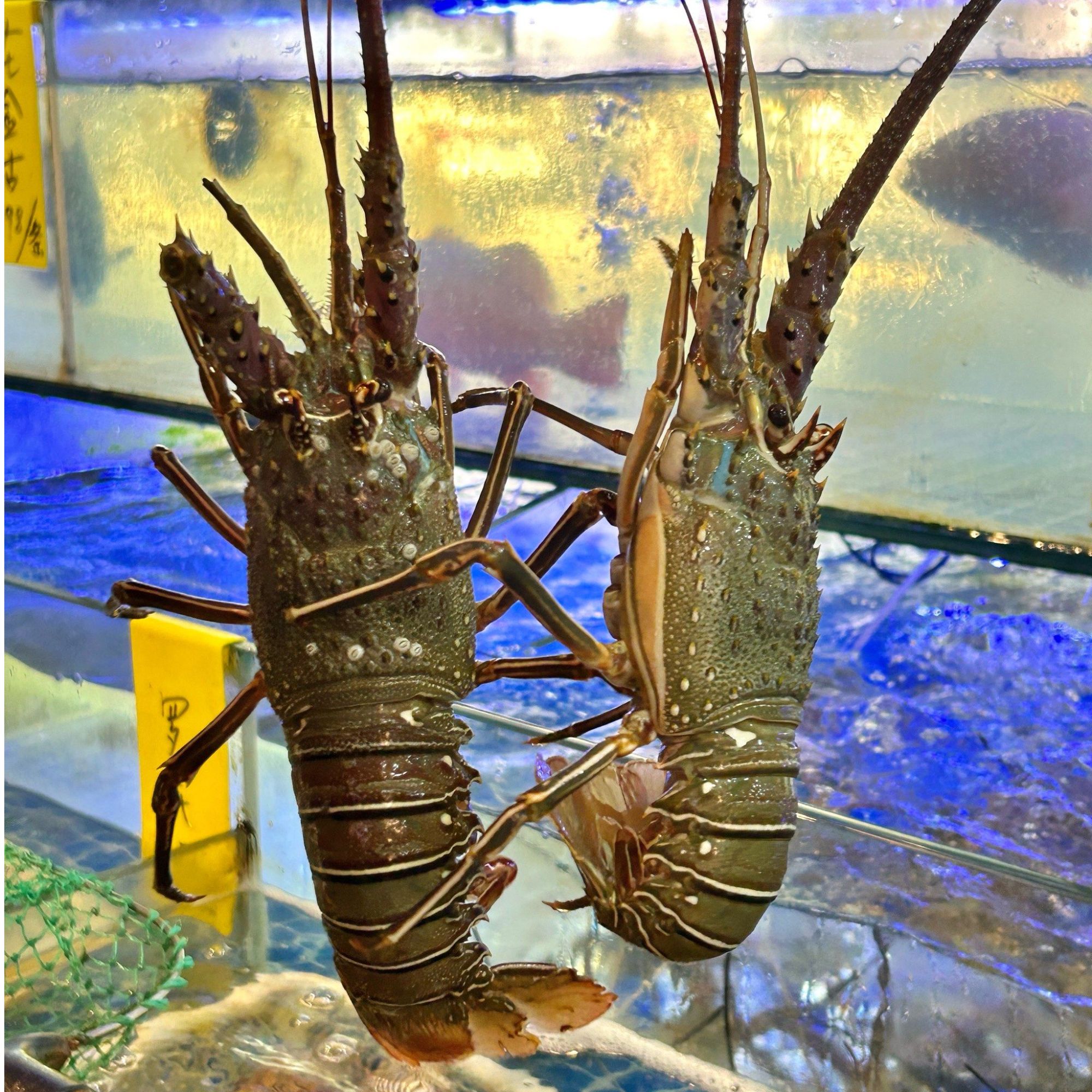 鲜活小青龙虾 5-8两一只