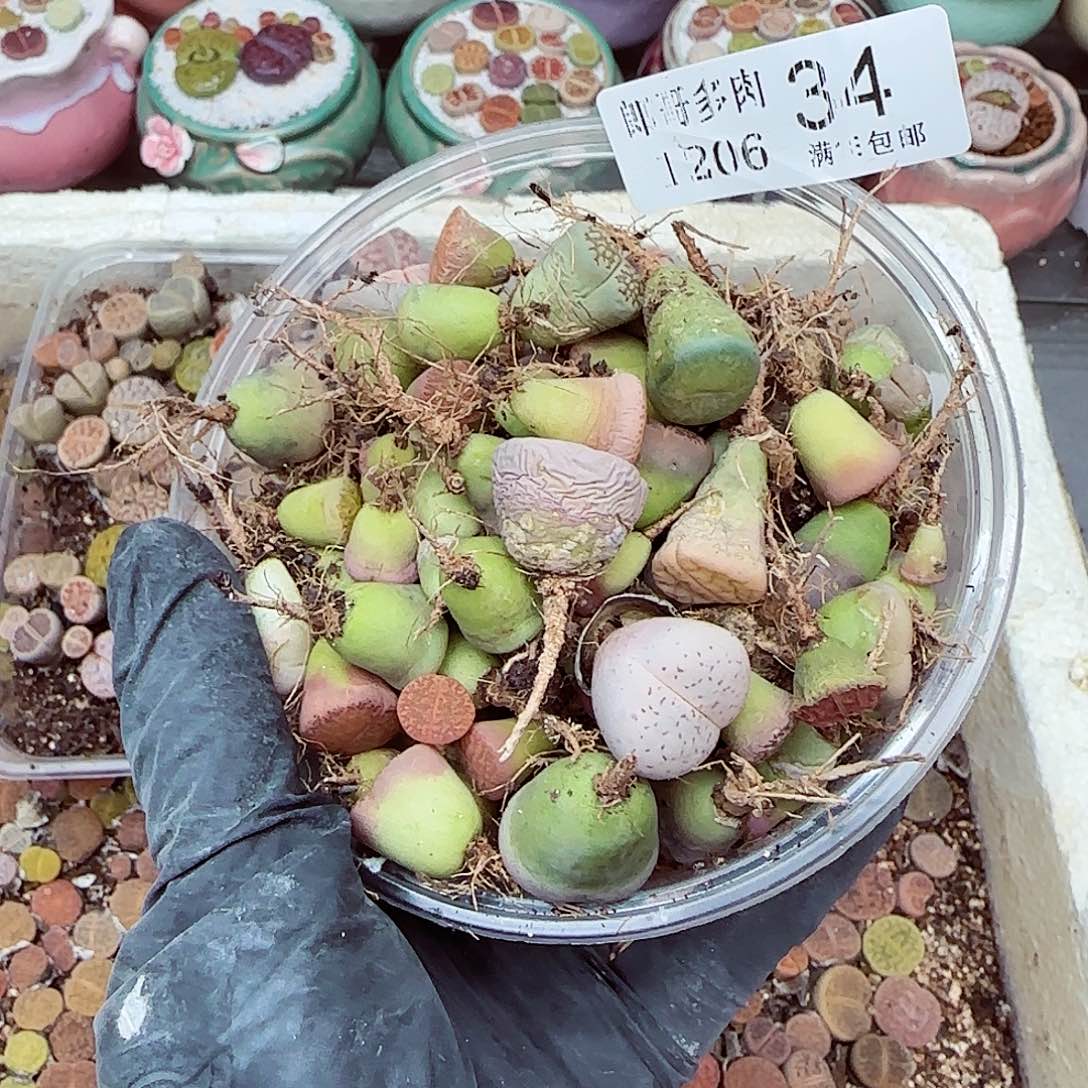 生石花满18包邮1206-34
