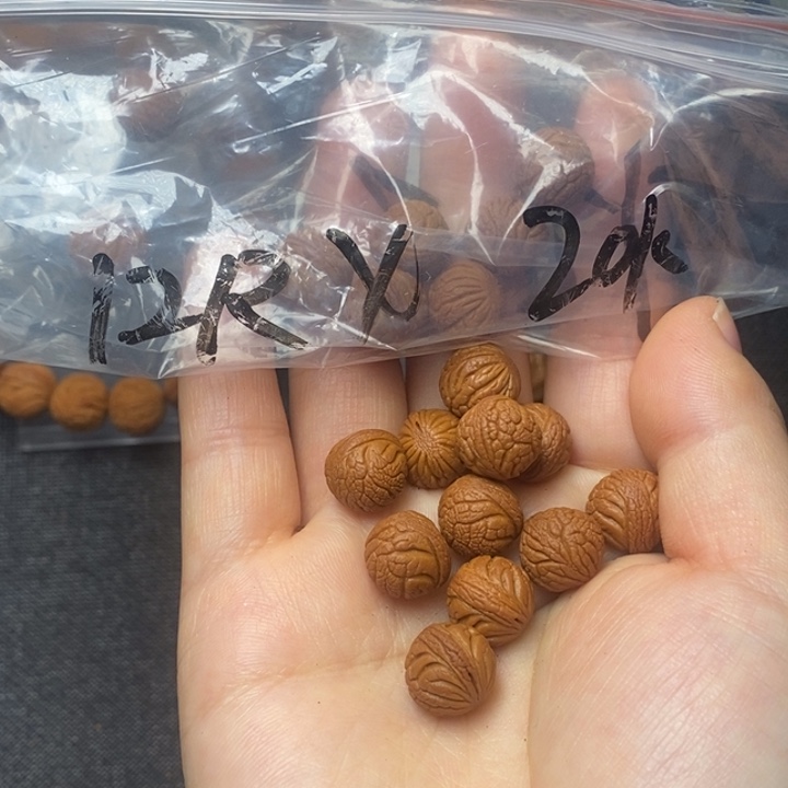 桃核吊坠秦岭山野生桃核