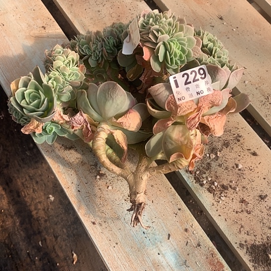 星娜塔缀化229  清货处理7-8天发货