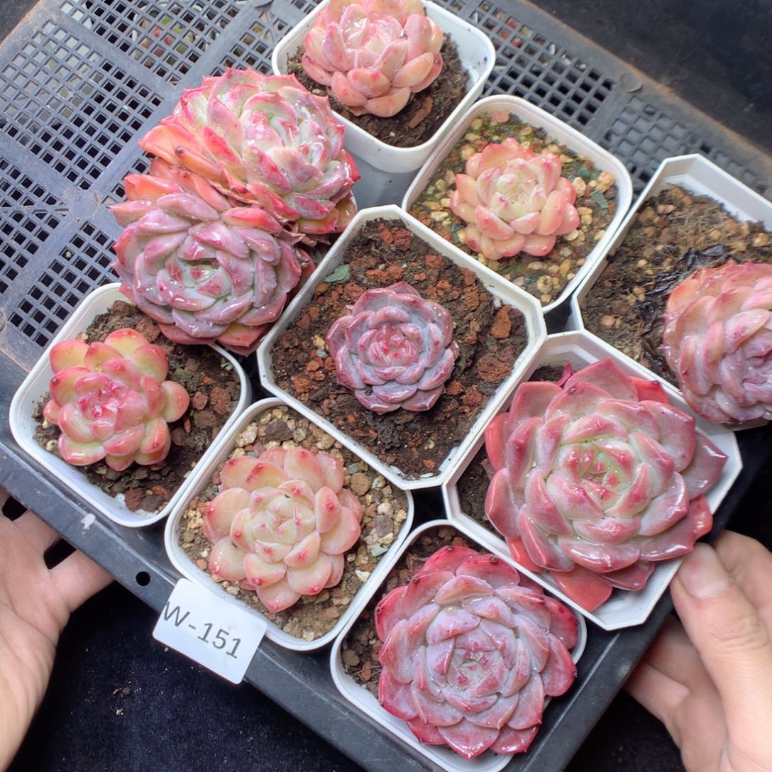 无花朵W151 yyyyyyyy