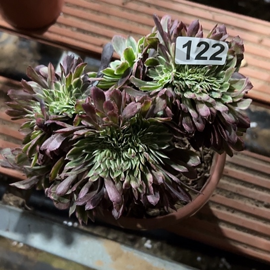 用***3一颗多肉法师植物 122