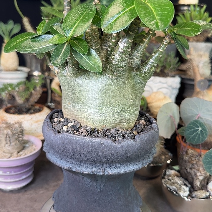 一物一拍哥斯拉沙漠玫瑰480