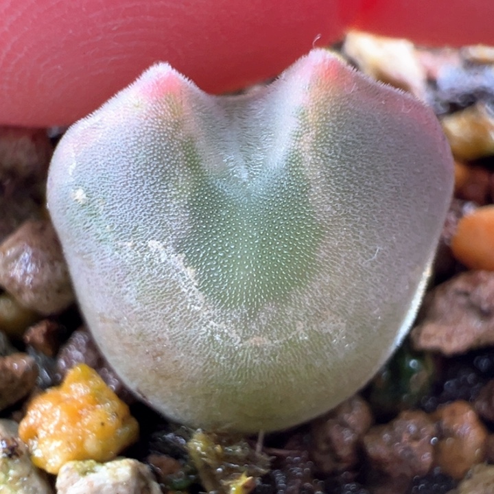 w341。青蛙2年窄耳尖尖耳红标特选大大大眼空蝉