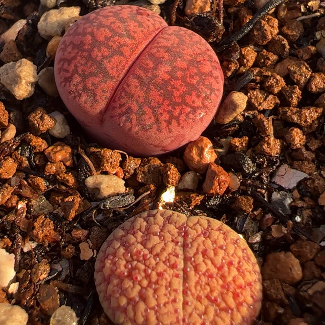 粉血点➕酒红多肉植物组合盆栽