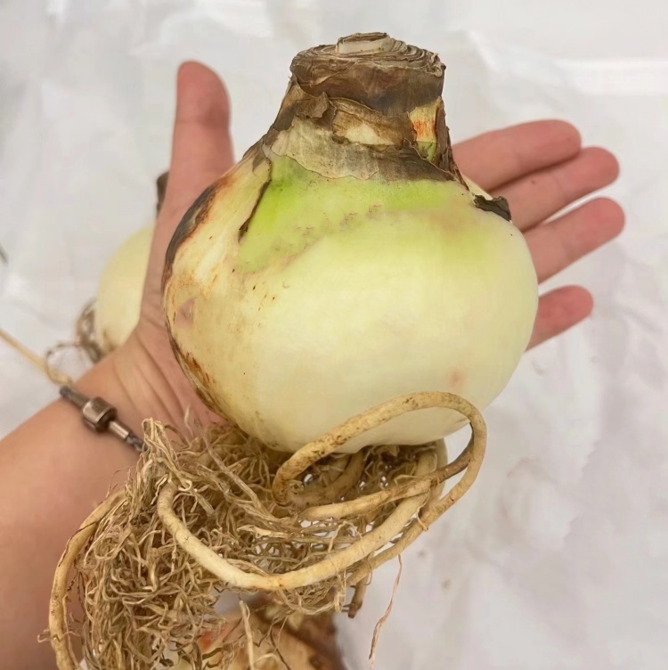 正品朱顶红种球6-7公分大花重瓣观花朱顶红当年开花多年生种球