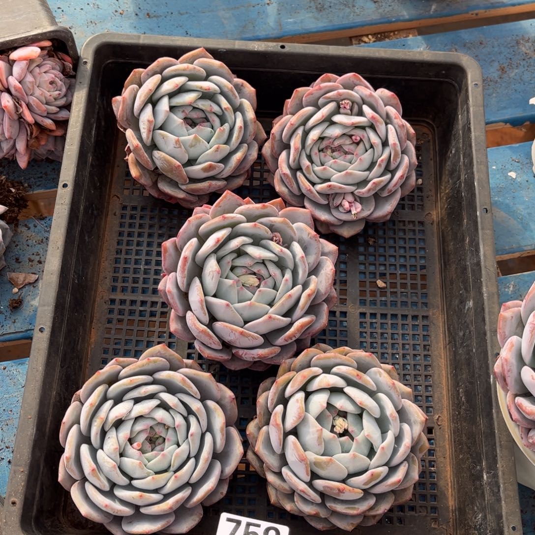 759号新疆西藏内蒙古不包邮