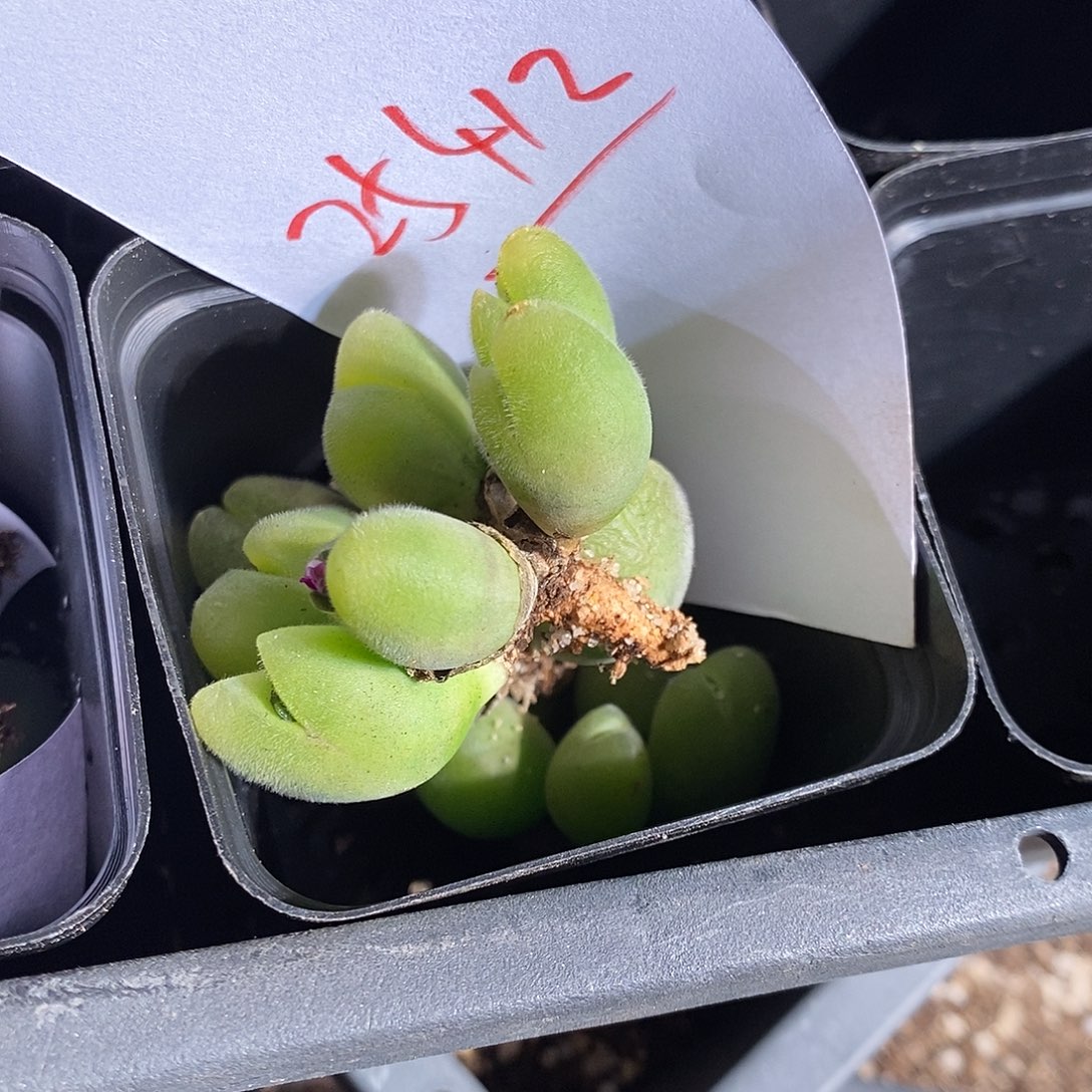 蓝***～25412。     一组。   毛翠滴。