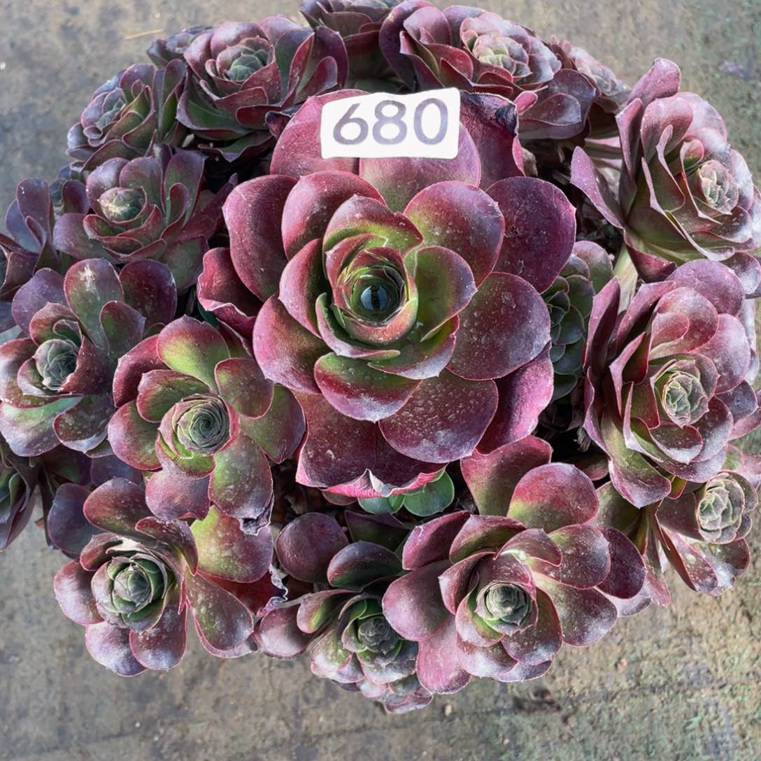 179魅金玫瑰精品法师老桩