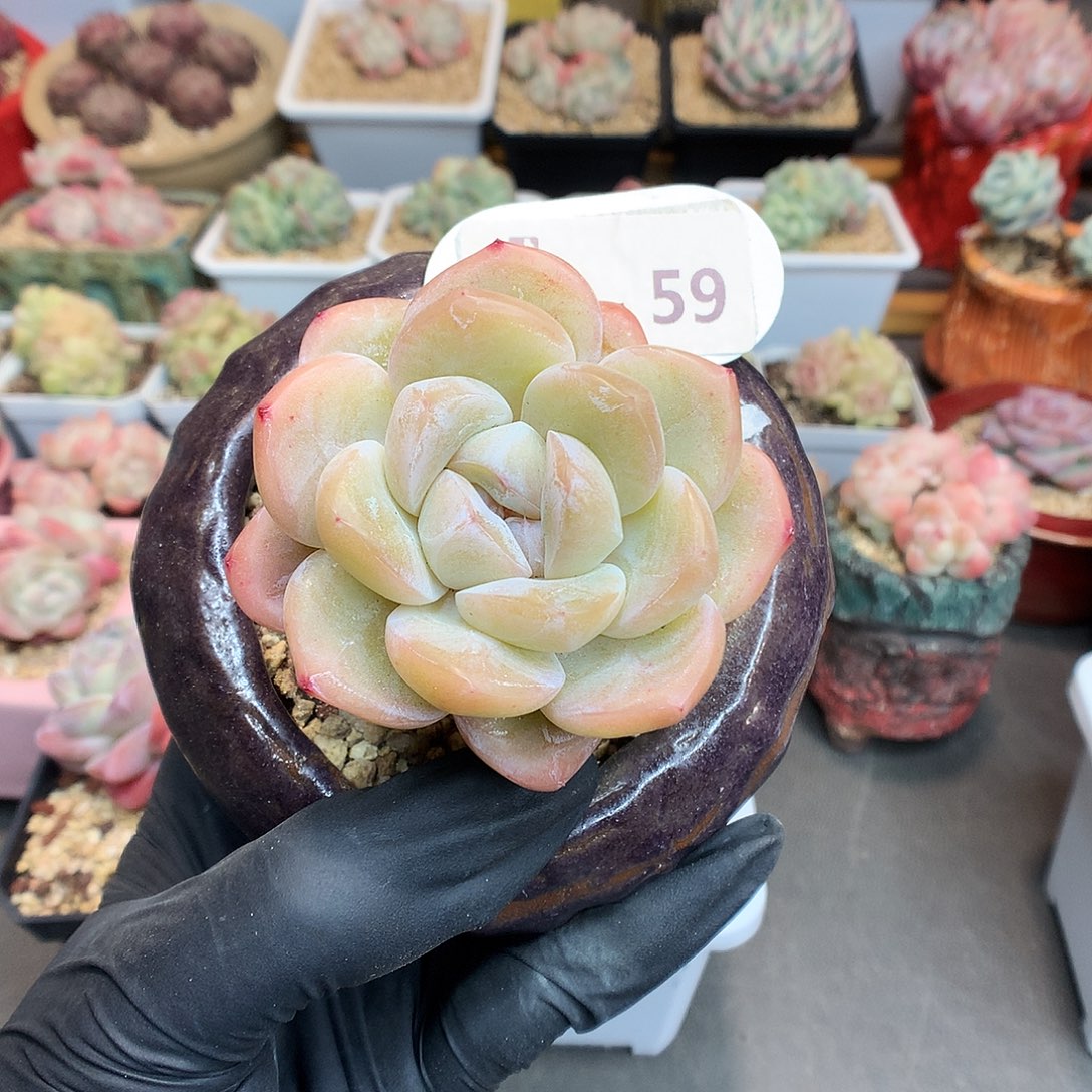 59 粗腿玉蝴蝶多肉
