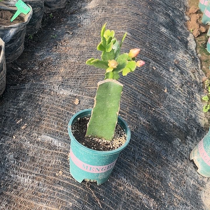 .***树7号043橘色00000000000