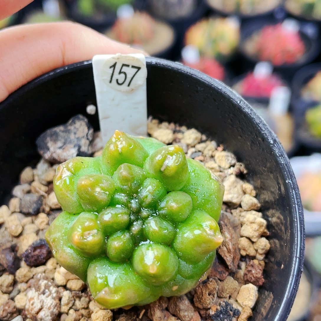 非偏远地区满25裸根发货