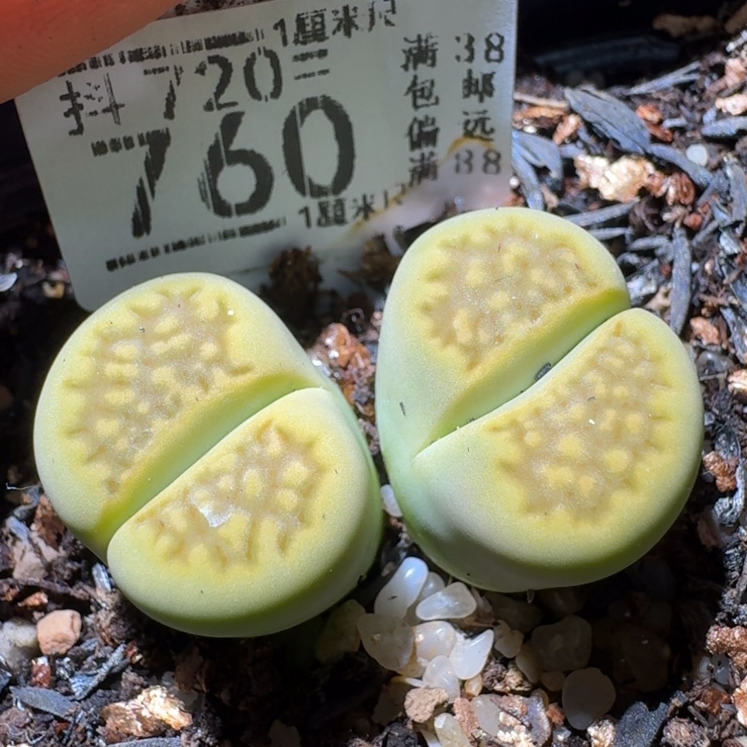 Sss精品系列清仓760