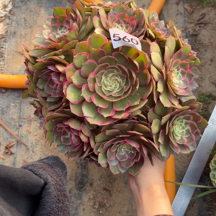 粉花夭多肉植物不包损560
